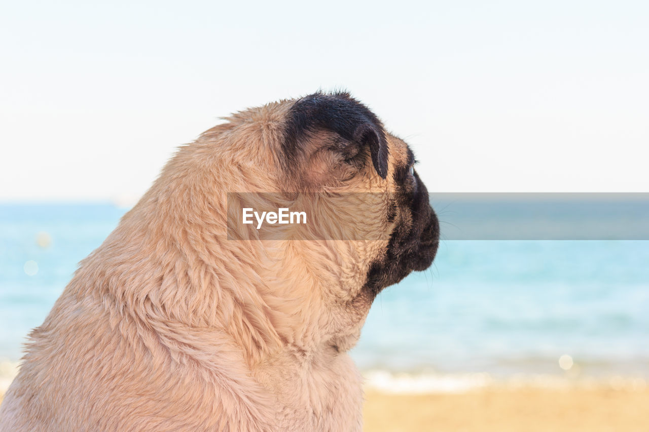 Sad pug dog sits on the beach and looks at the sea. pug relaxing and chilling out