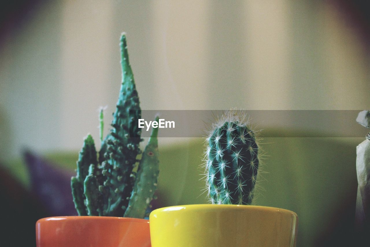 CLOSE-UP OF POTTED CACTUS PLANT ON TABLE