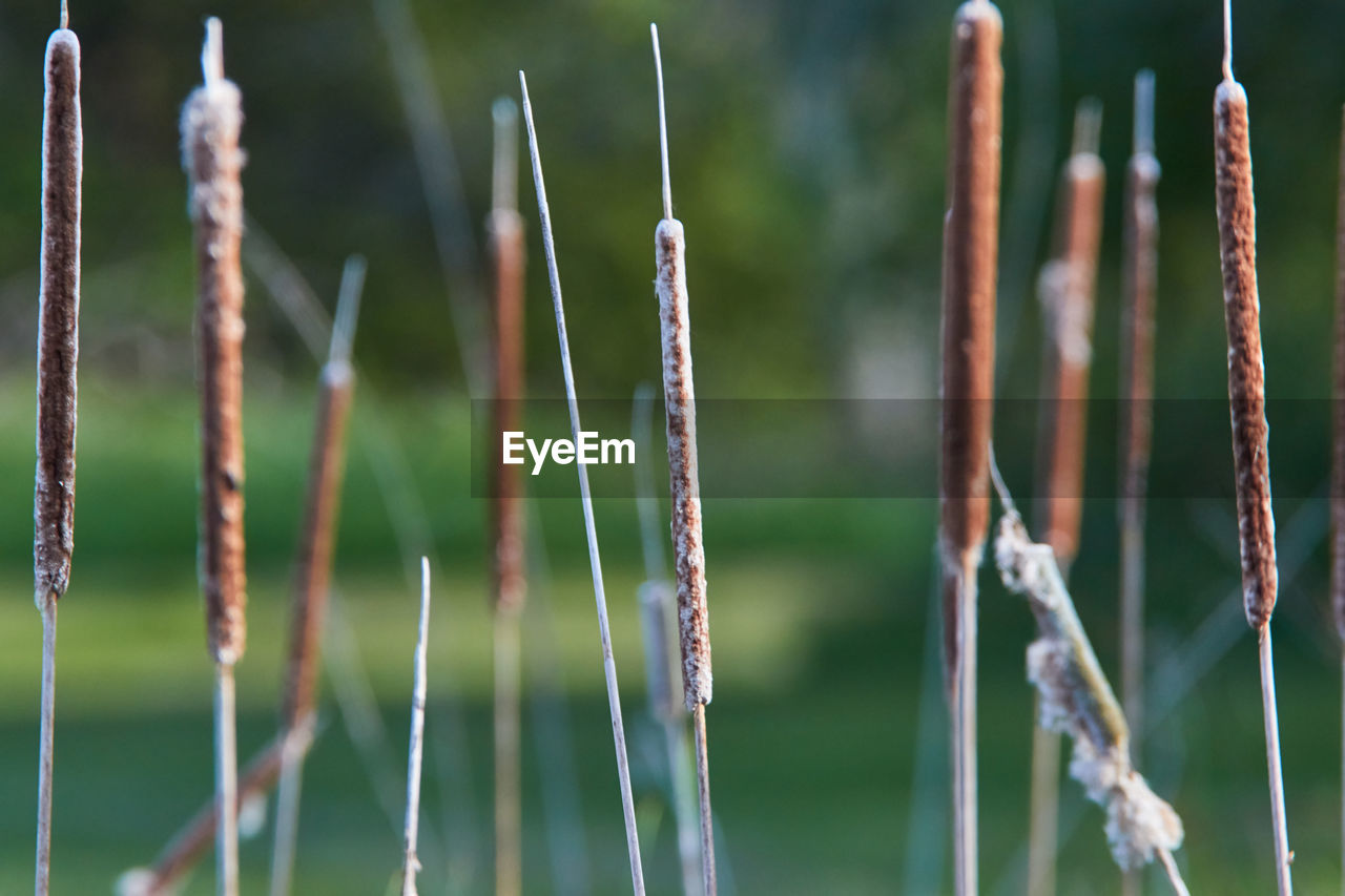 Close-up of plants growing on field