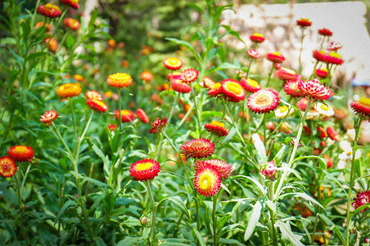 Close-up of poppy flowers