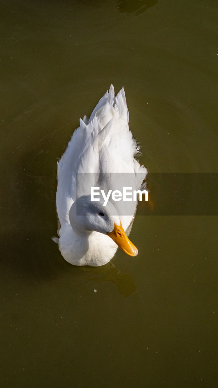 Close-up low level view of aylesbury pekin peking american domestic duck ducks swimming in lake