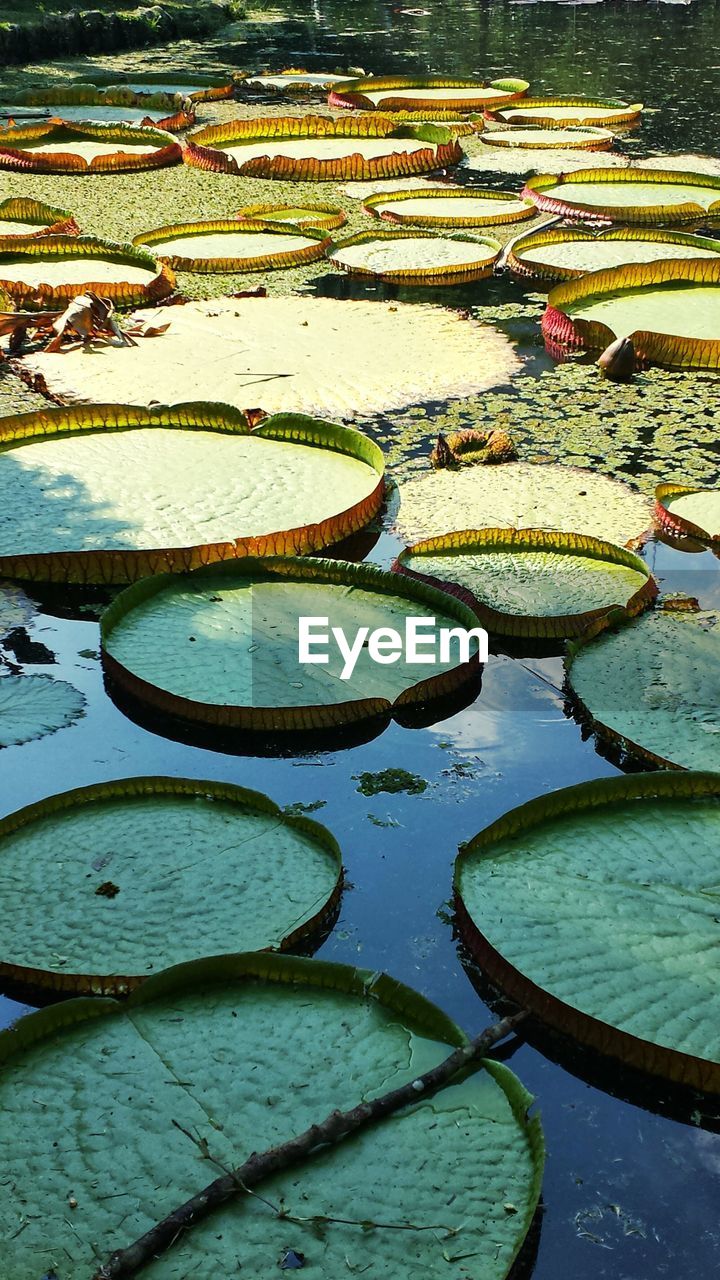 Water lilies floating on lake