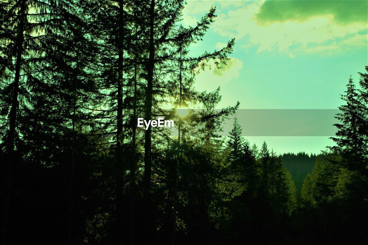 Silhouette trees in forest against sky