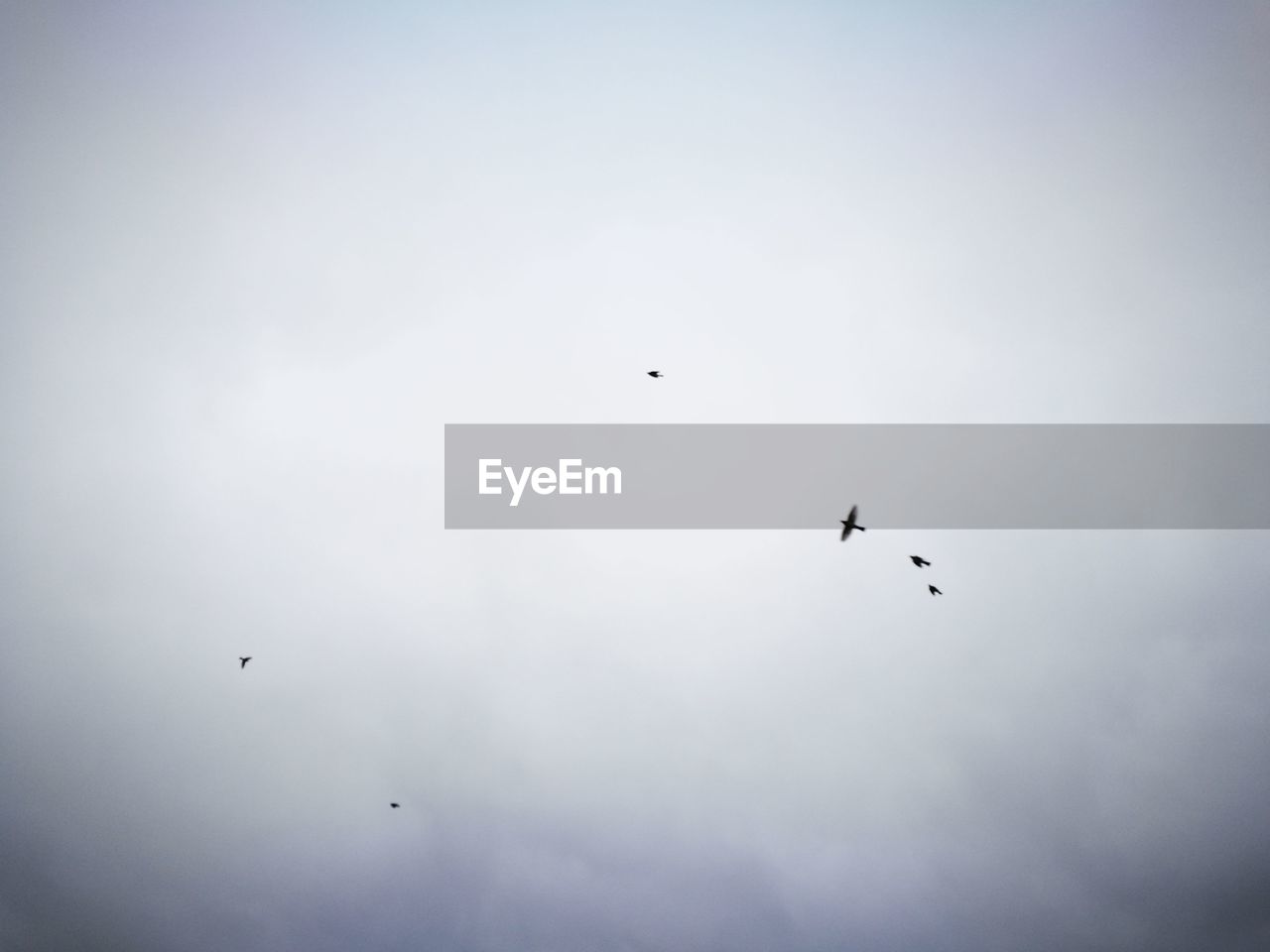 Low angle view of birds flying in sky