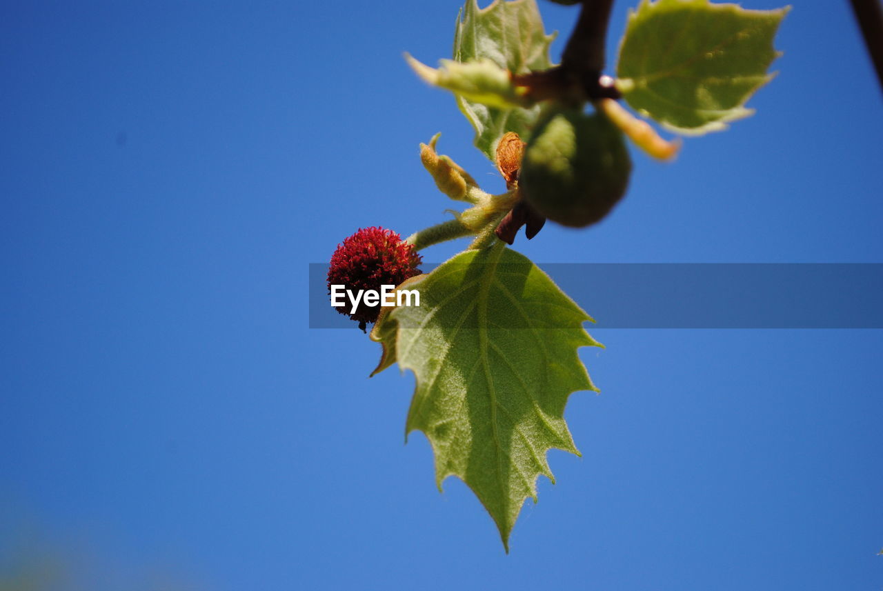 CLOSE-UP OF PLANT AGAINST BLUE SKY