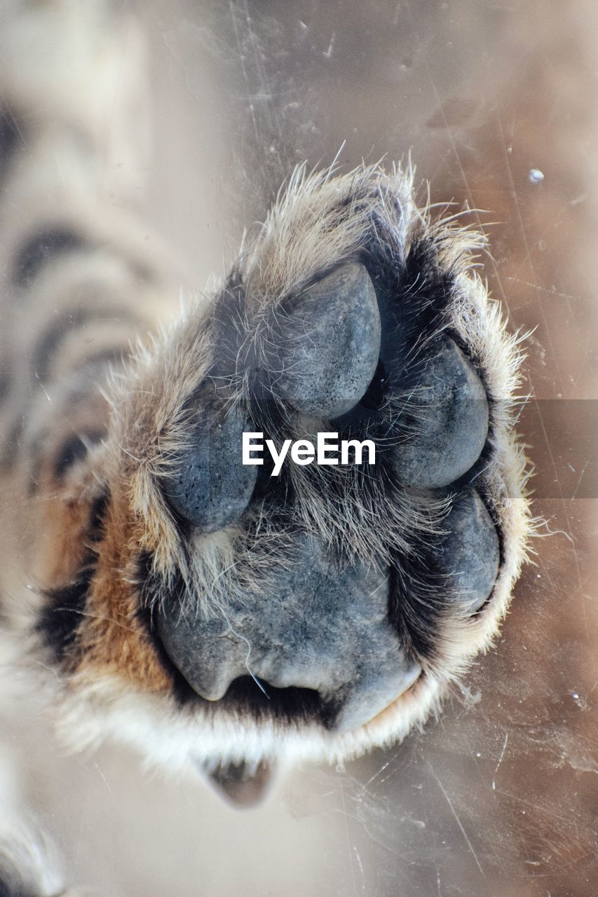 Close-up of a cheetah paw