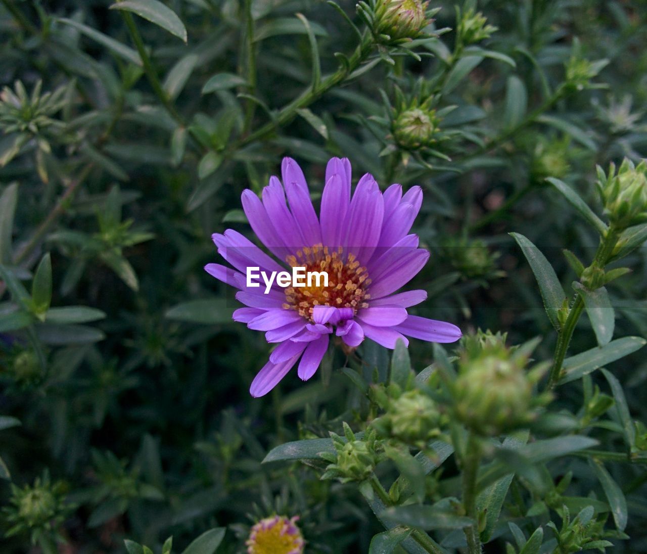 CLOSE-UP OF PURPLE FLOWER BLOOMING OUTDOORS