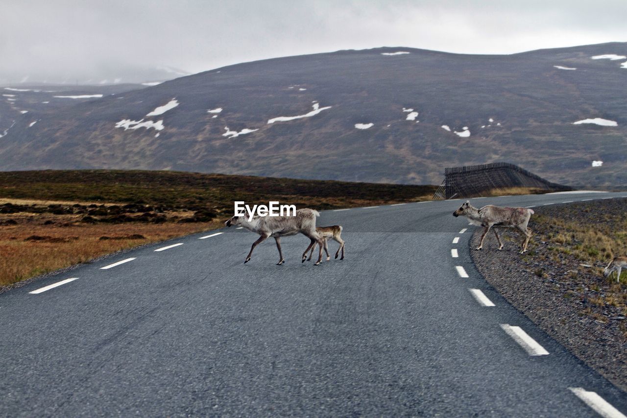 Family of reindeer walking on empty road by mountains during winter