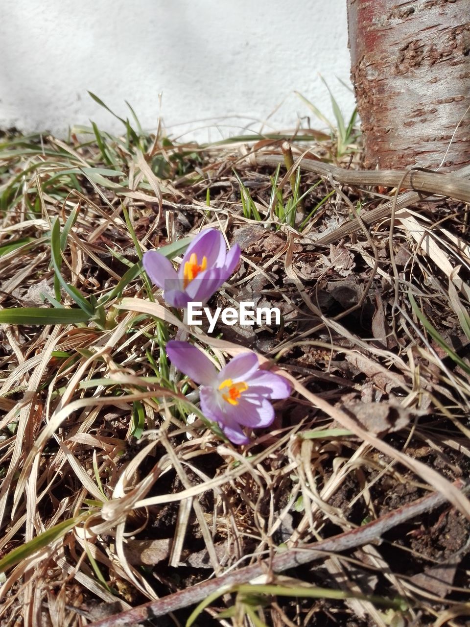 HIGH ANGLE VIEW OF CROCUS FLOWERS