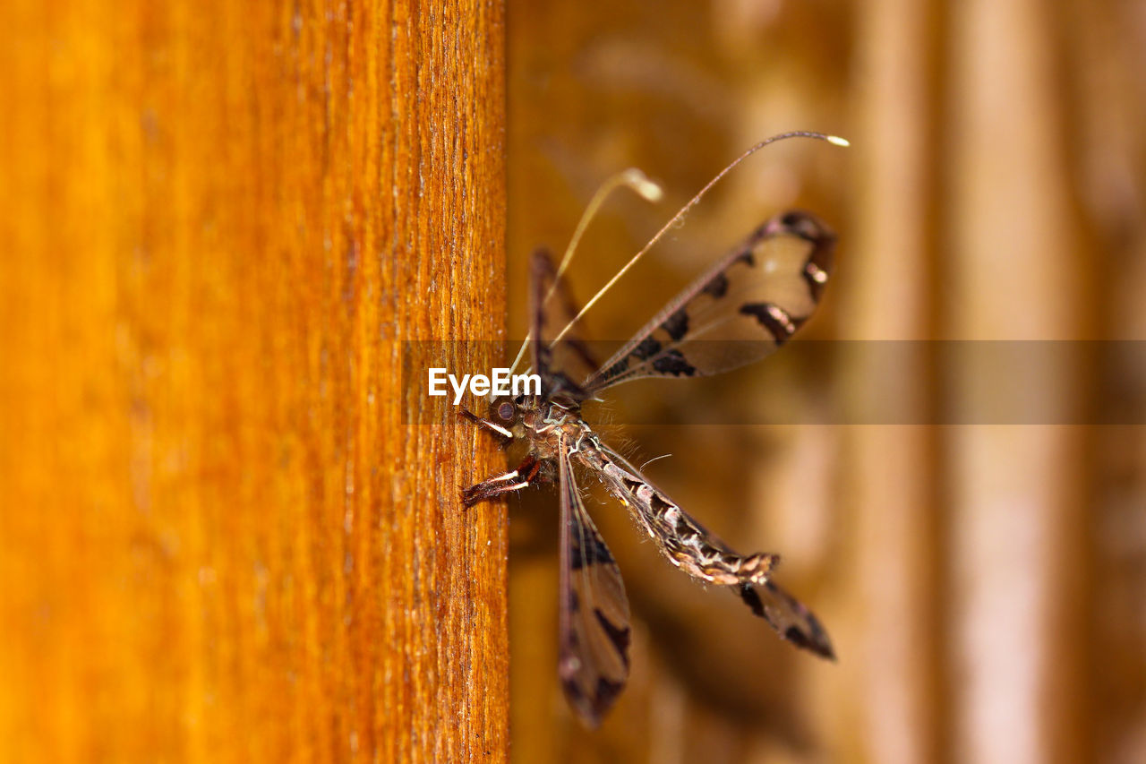 animal themes, animal, insect, animal wildlife, macro photography, wildlife, close-up, one animal, yellow, no people, focus on foreground, selective focus, nature, animal body part, macro, outdoors, day, wood, spider, wall - building feature