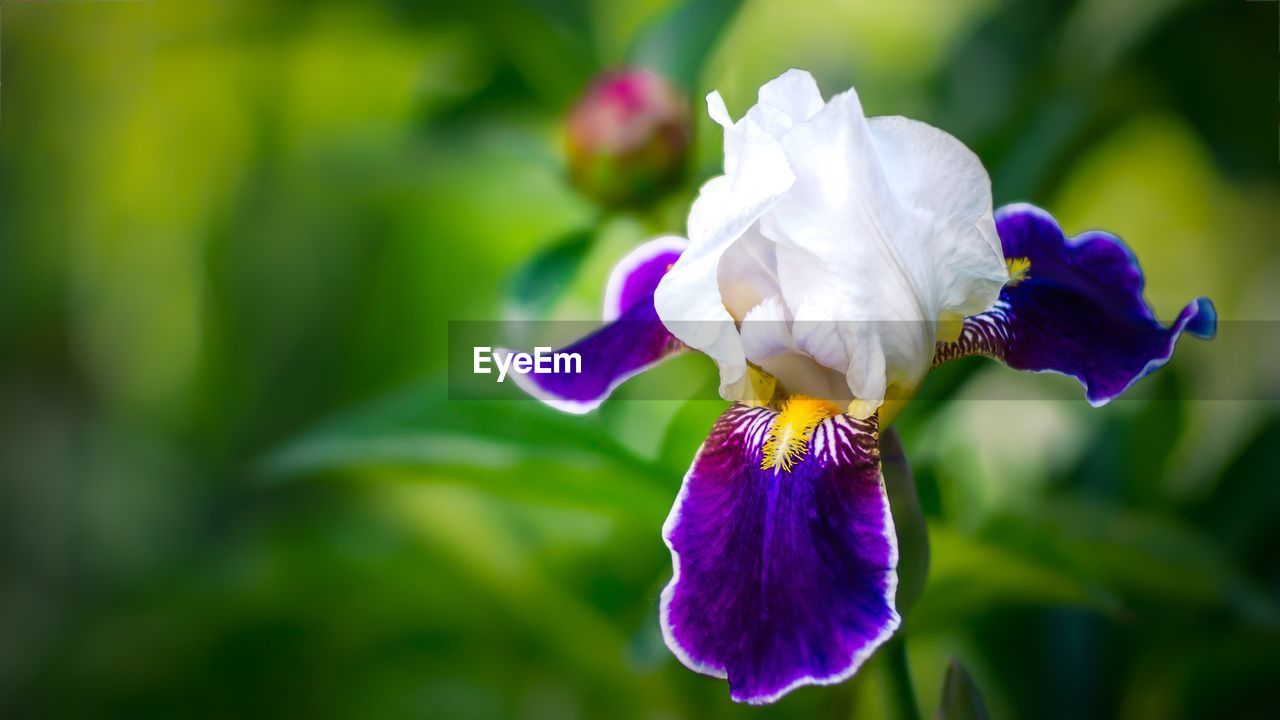 CLOSE-UP OF PURPLE IRIS FLOWER ON PLANT