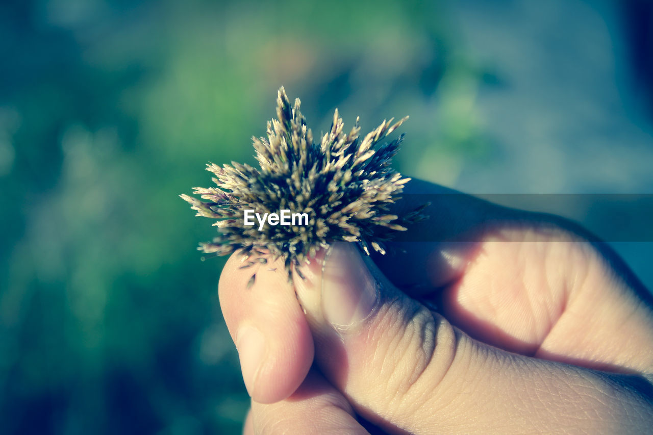 CLOSE-UP OF HANDS HOLDING FLOWER