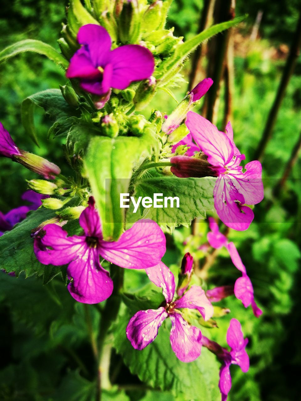 CLOSE-UP OF PINK FLOWER BLOOMING OUTDOORS