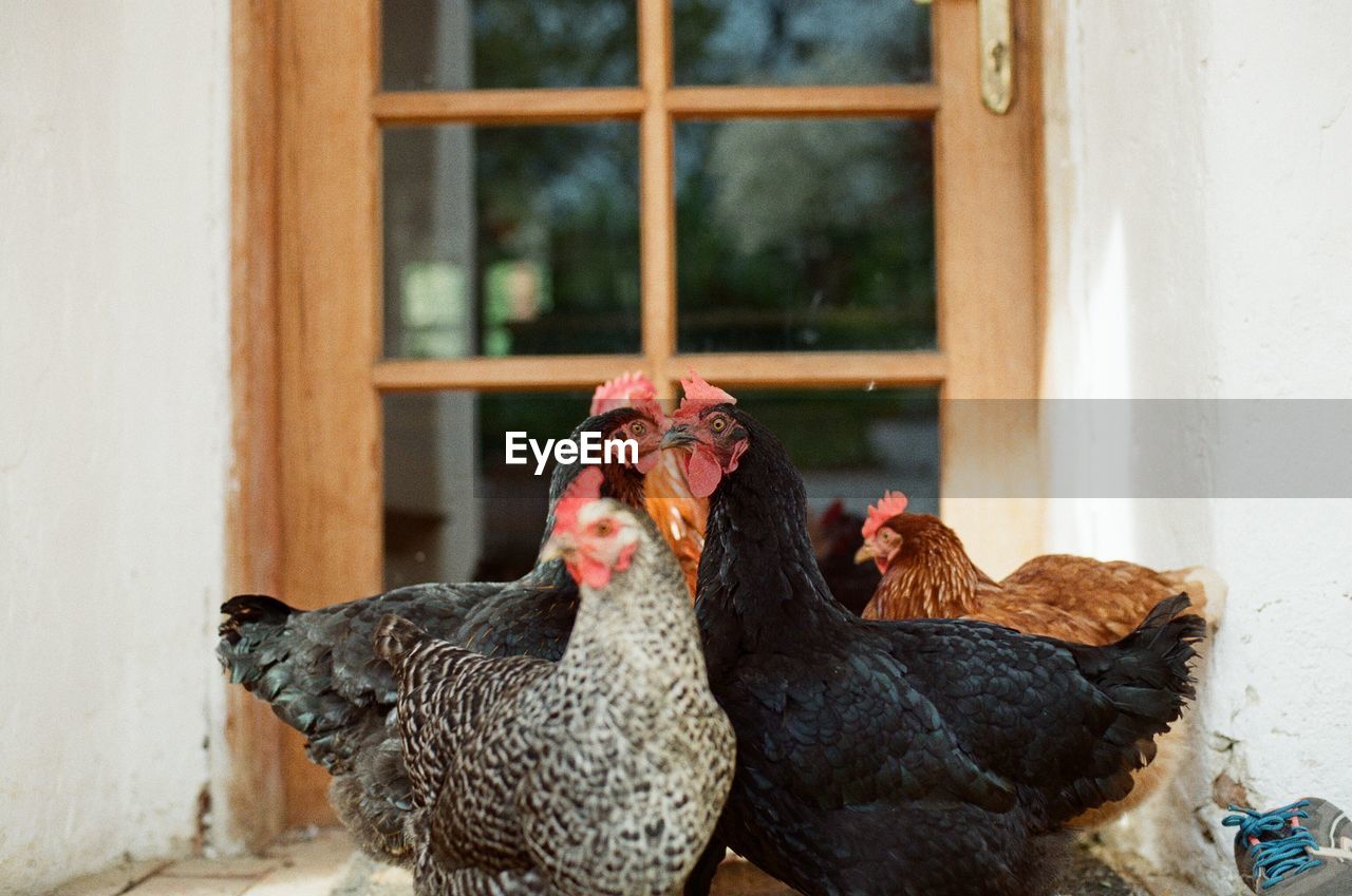 Close-up of chickens against closed door