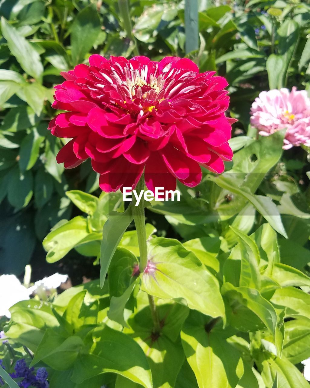 CLOSE-UP OF PINK FLOWER