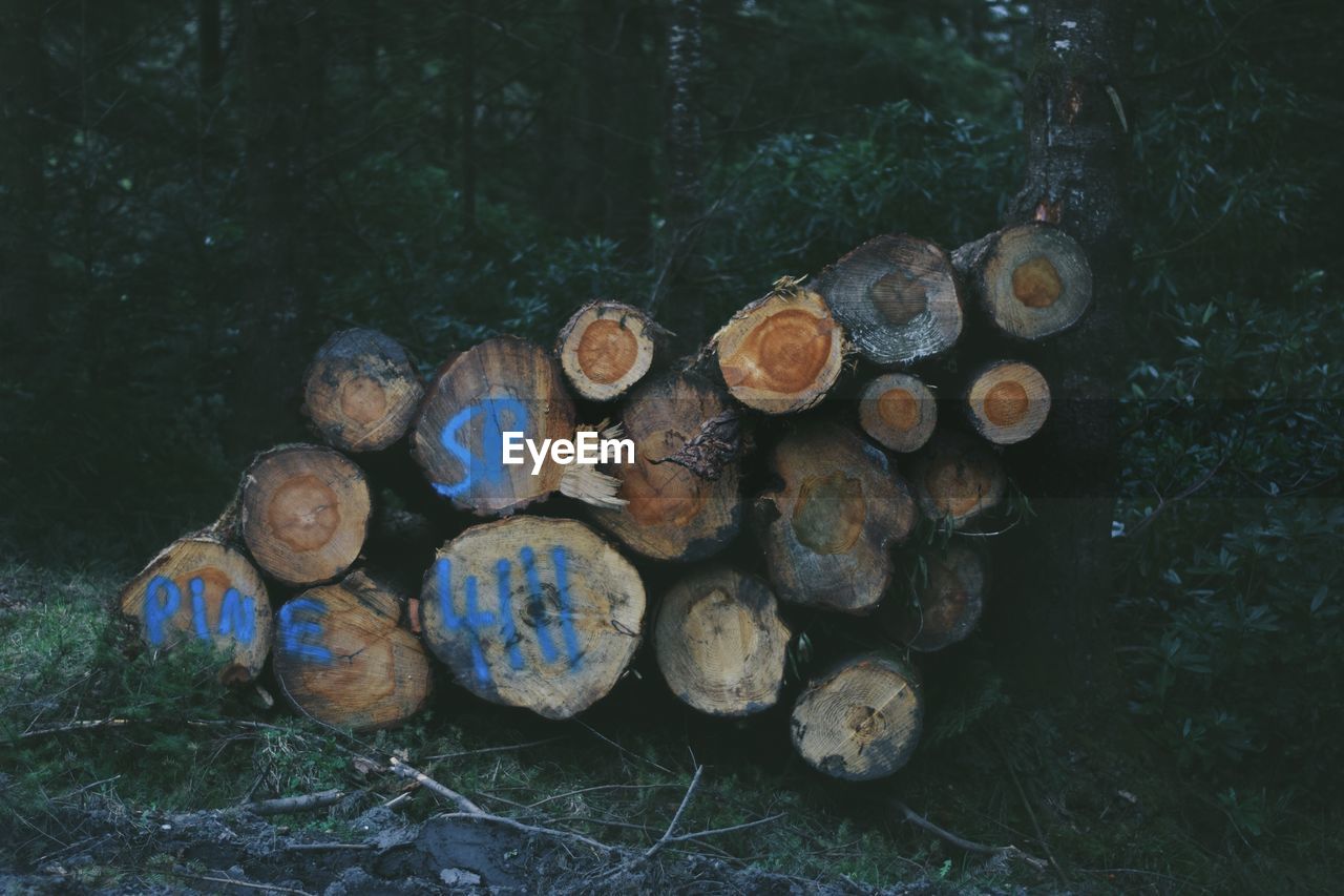 CLOSE-UP OF FIREWOOD IN FOREST