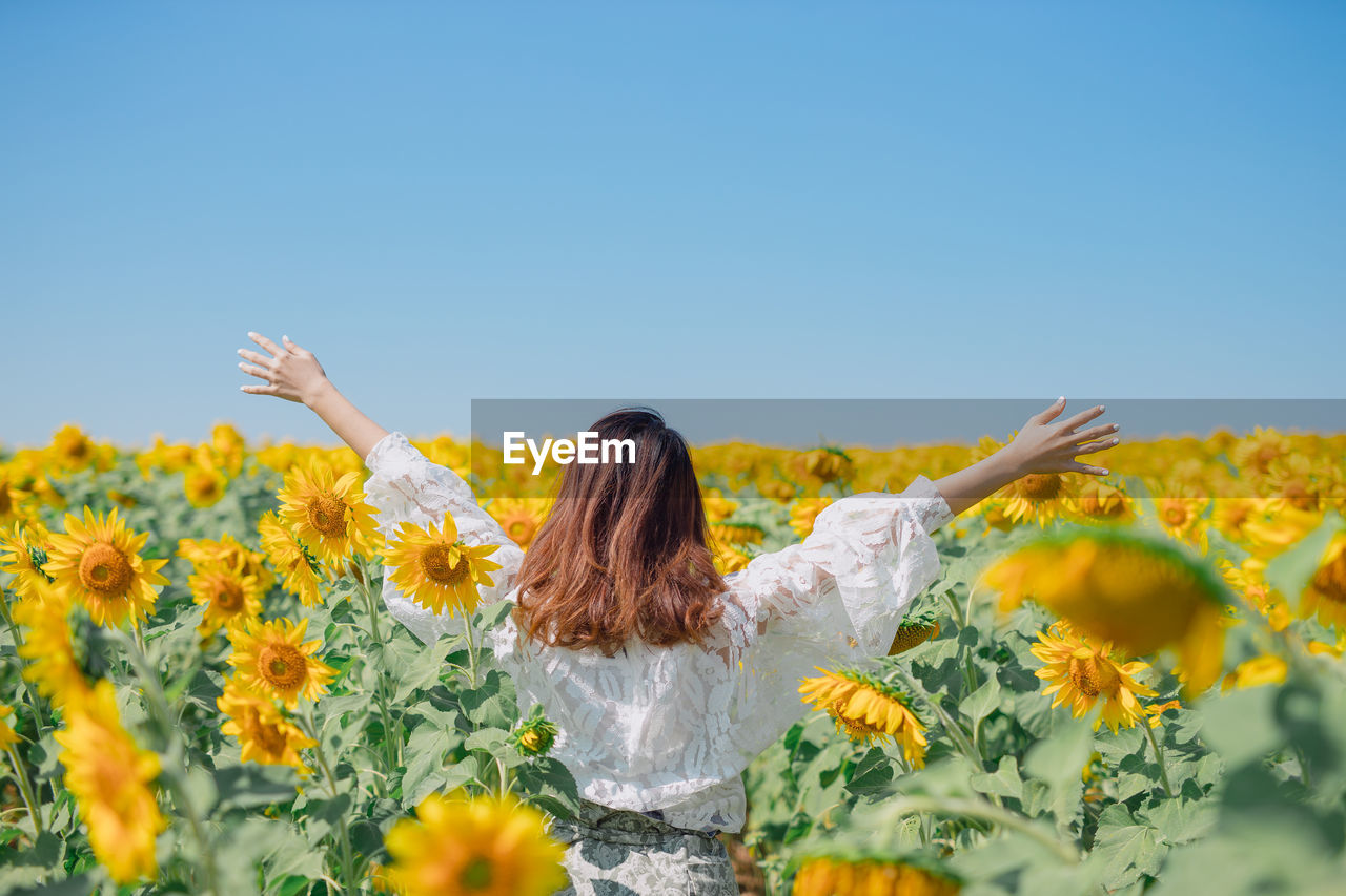 Rear view of woman amidst sunflower plants against clear sky