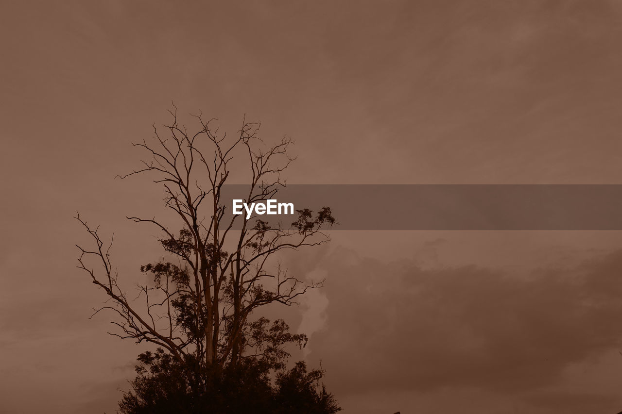 LOW ANGLE VIEW OF SILHOUETTE BARE TREE AGAINST SKY AT SUNSET