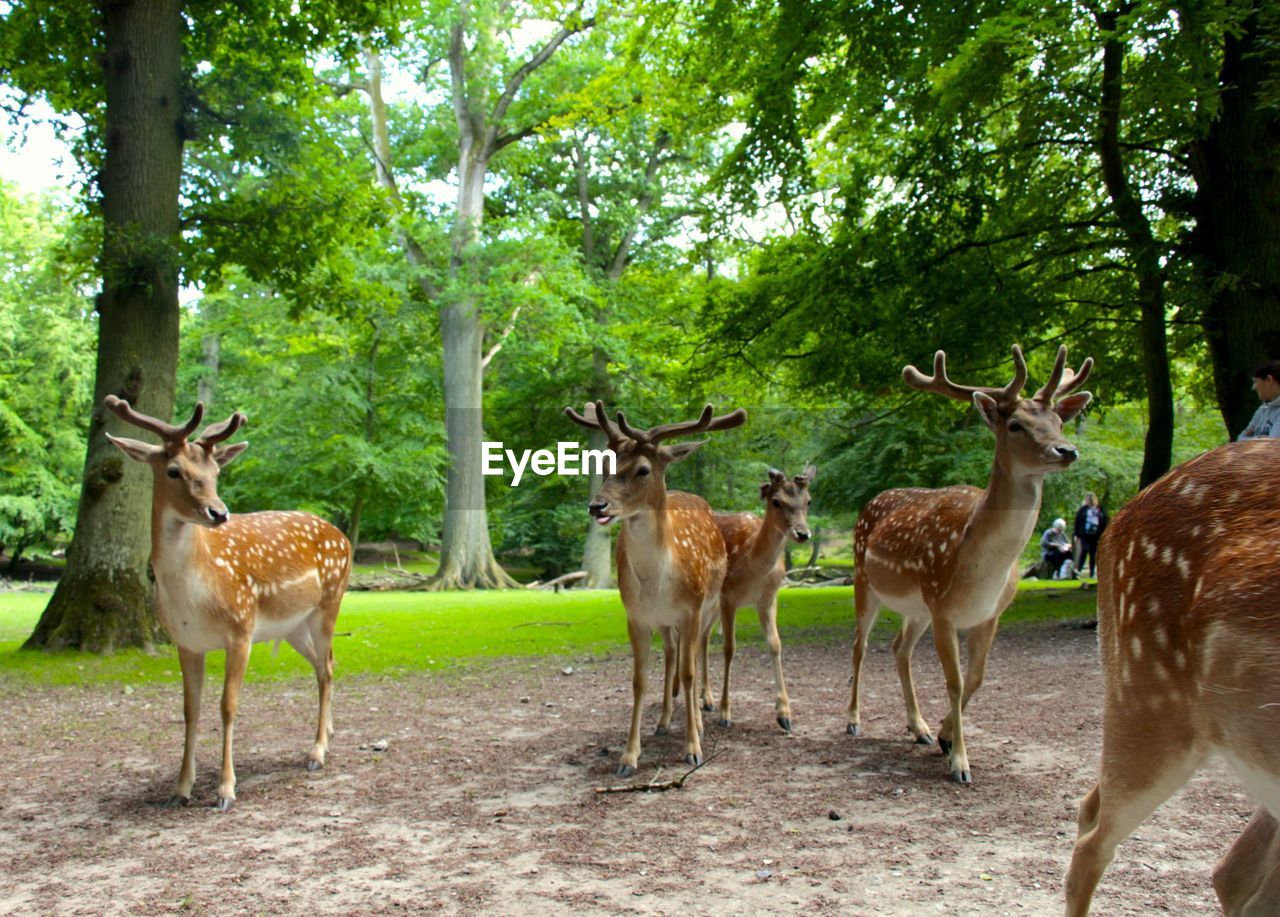 HORSES STANDING IN FOREST