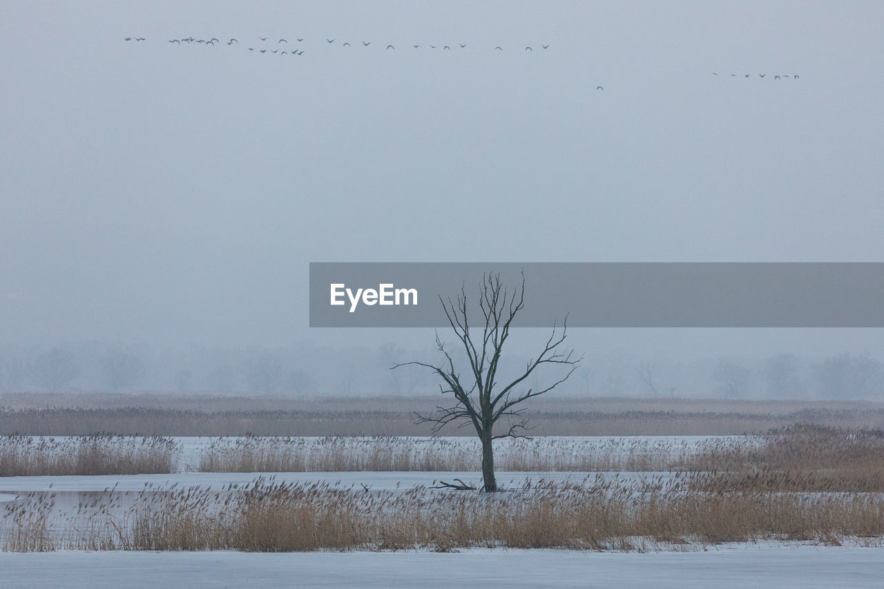 Bare tree on snow covered field against sky during foggy weather