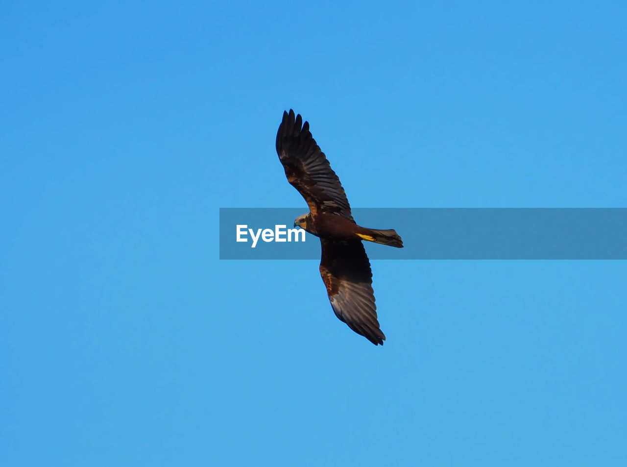 LOW ANGLE VIEW OF BIRD FLYING AGAINST CLEAR SKY