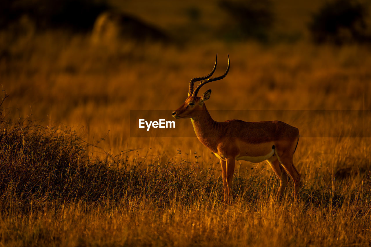 side view of deer on field