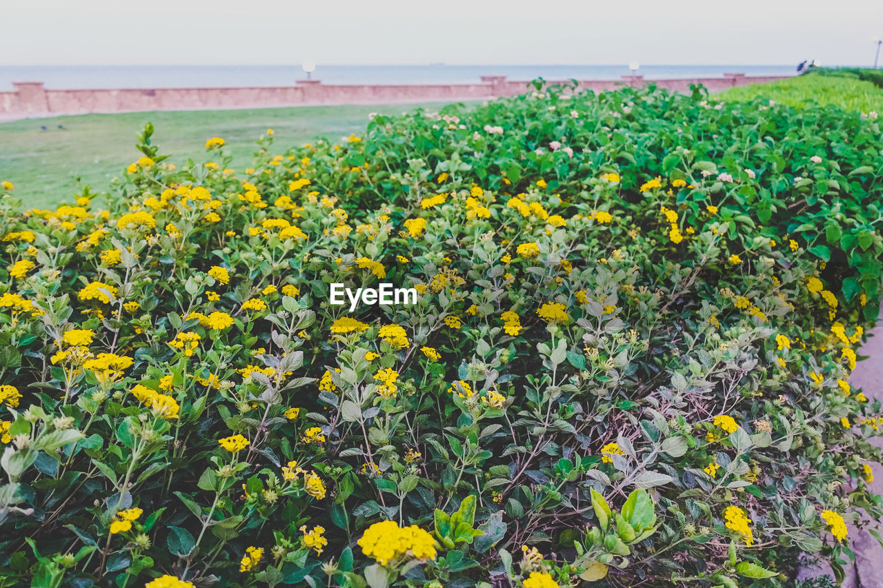 YELLOW FLOWERS BLOOMING IN FIELD