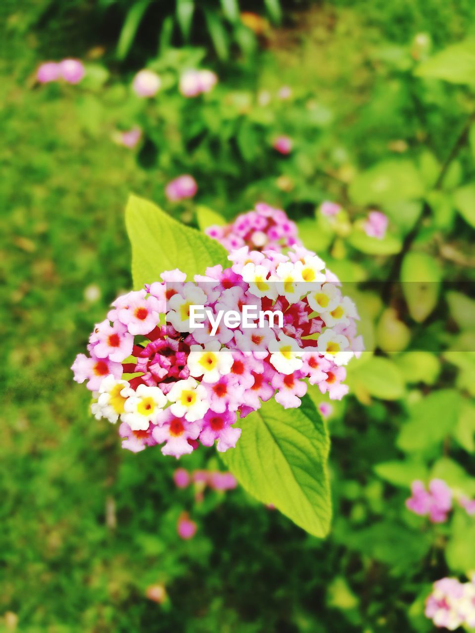 CLOSE-UP OF FRESH PINK FLOWER IN PARK