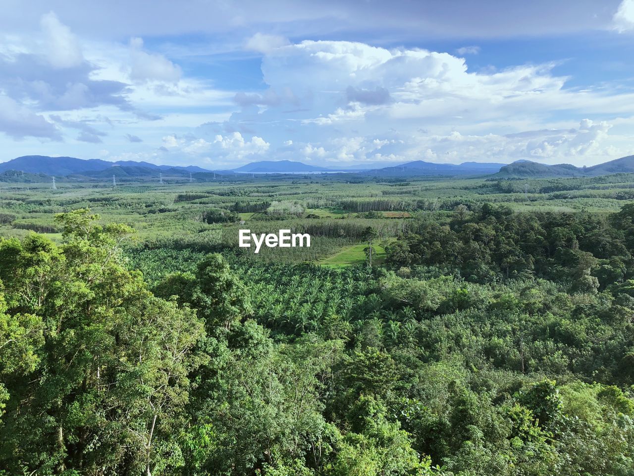 SCENIC VIEW OF LAND AND TREES AGAINST SKY
