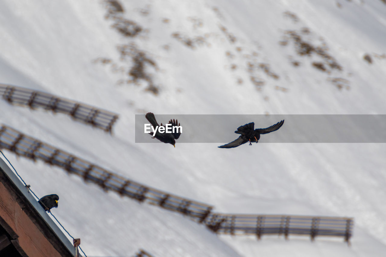 HIGH ANGLE VIEW OF BIRDS FLYING OVER SNOW