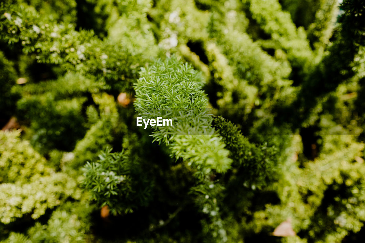 green, plant, growth, moss, nature, tree, no people, beauty in nature, food and drink, close-up, food, leaf, plant part, selective focus, freshness, day, vegetable, flower, outdoors, non-vascular land plant, backgrounds, healthy eating, full frame, sunlight, herb, broccoli