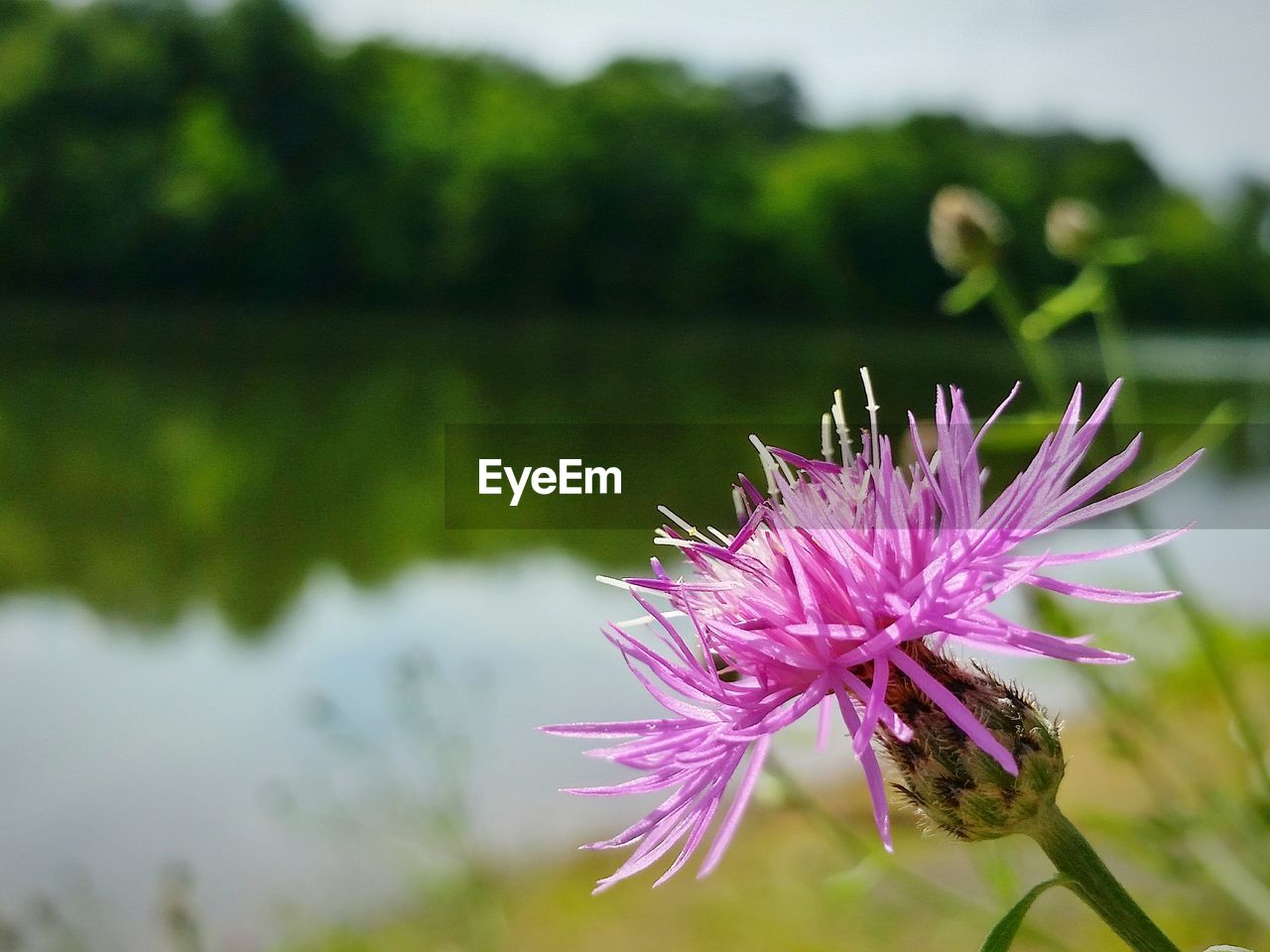 Close-up of purple flower against blurred background