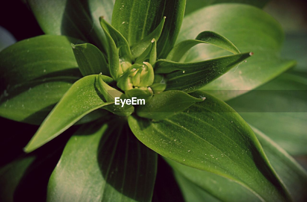 Close-up of leaves