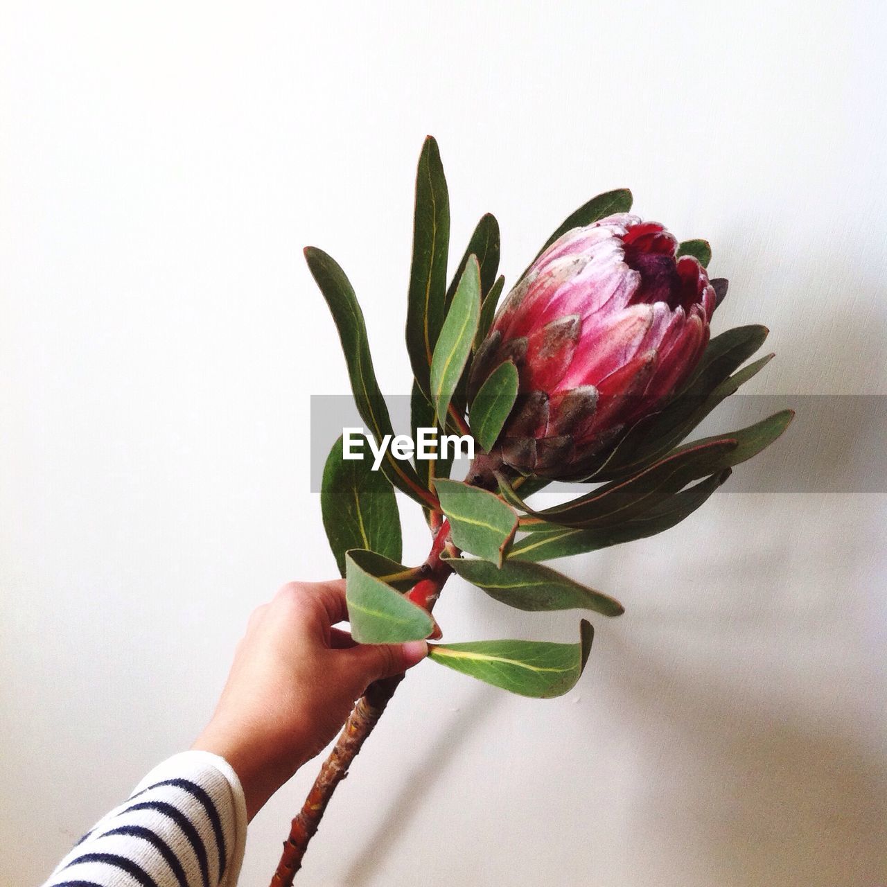 Hand holding protea flower against wall