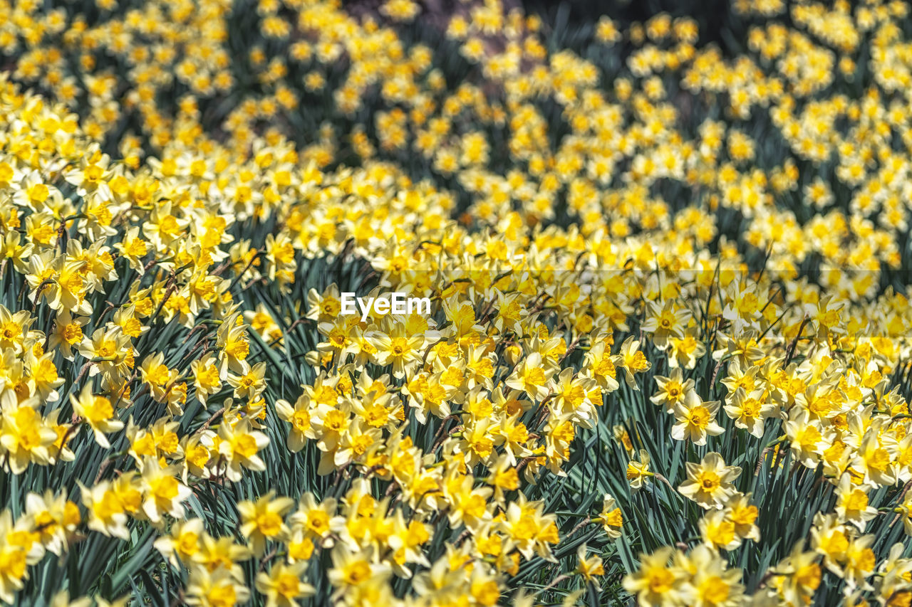 Field of daffodil flowers blossoming in yu gi bang gaok in seosan, south korea. 