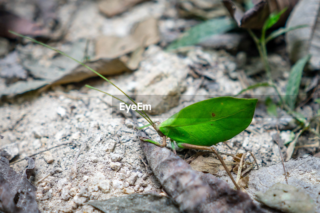 Close-up of insect on field