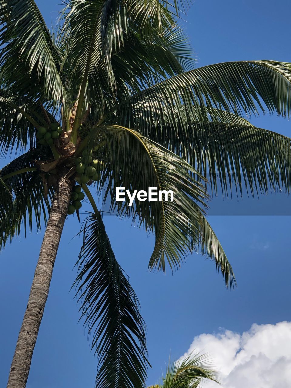 Low angle view of palm trees against sky