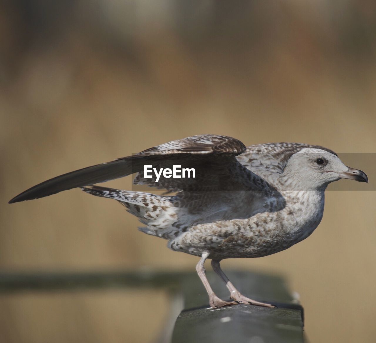 CLOSE-UP OF BIRD PERCHING ON A BRANCH