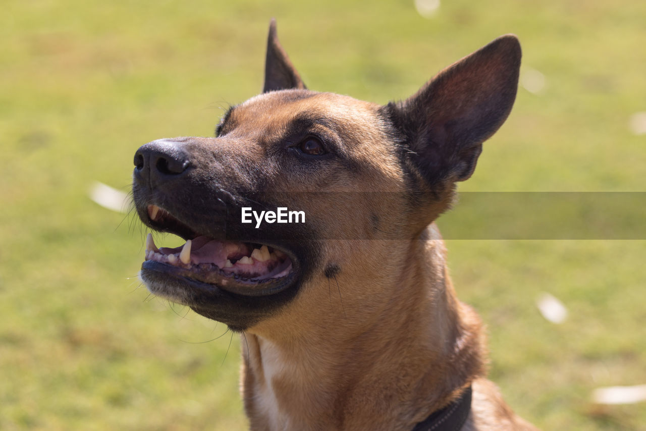 Portrait of a belgian malinois sheepdog