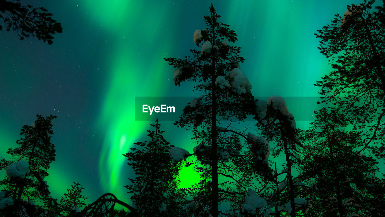 Silhouette trees against sky during aurora borealis