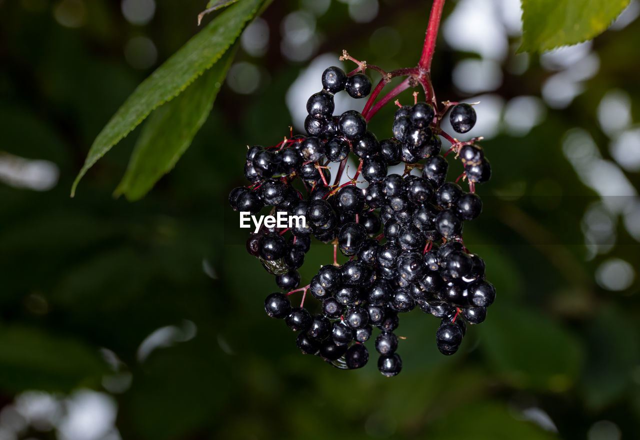 Close-up of elderberries growing on tree