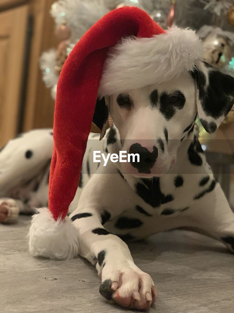 Christmas close-up of dog dalmatian 