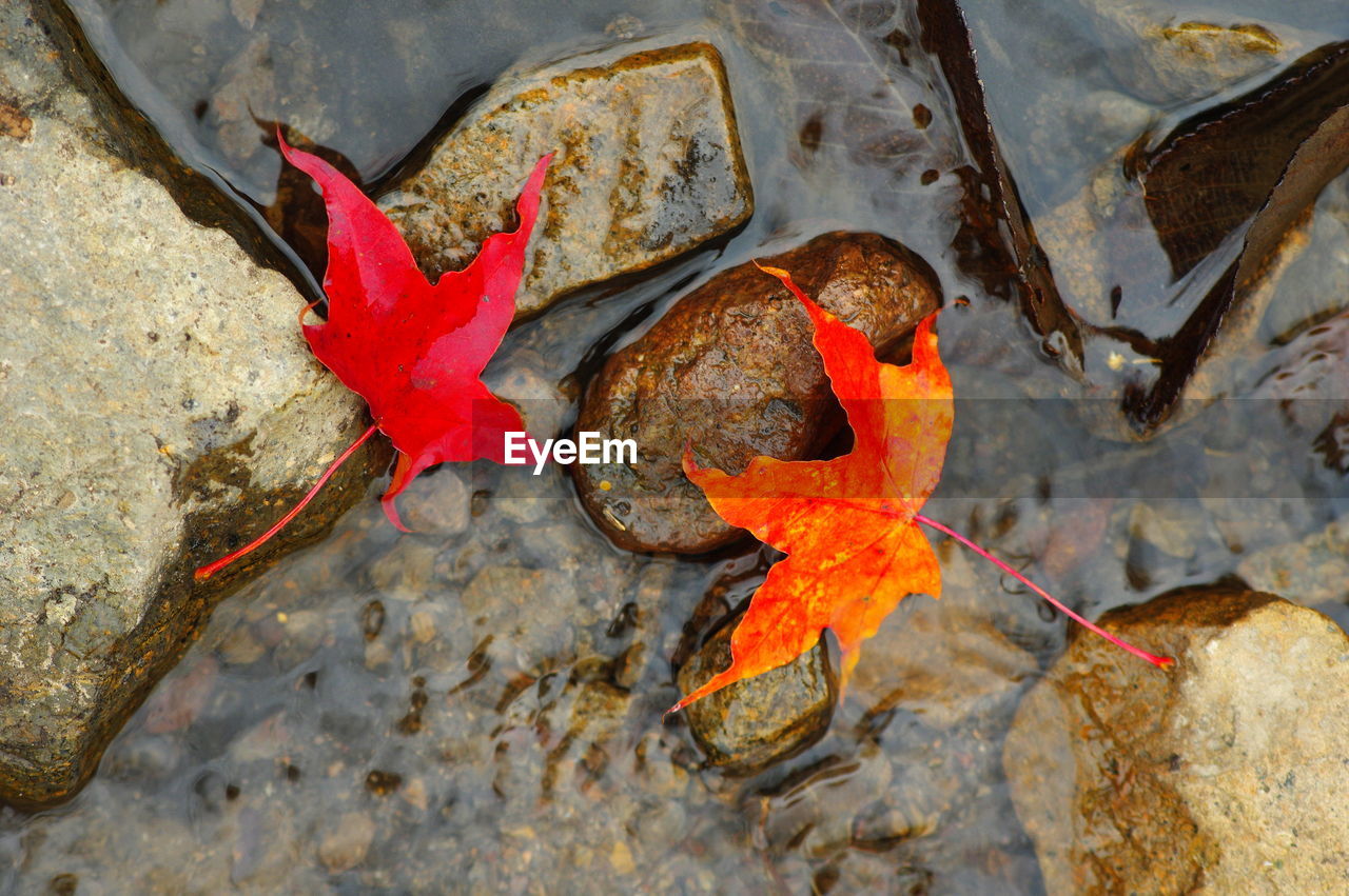 CLOSE-UP OF RED LEAF ON ROCK