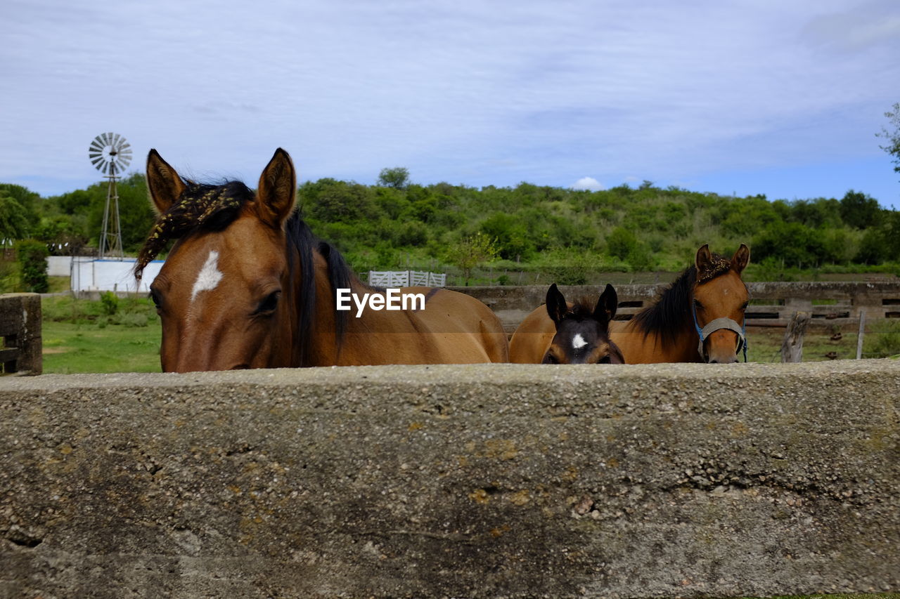 HORSE STANDING IN RANCH