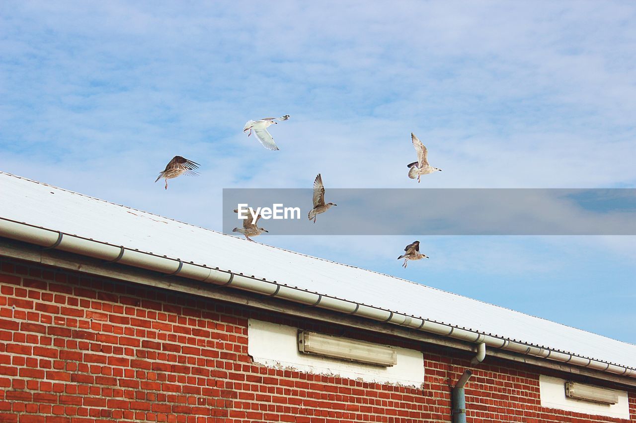 Low angle view of birds flying against sky