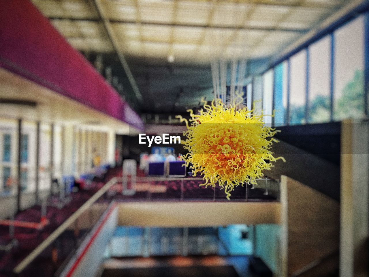 CLOSE-UP OF YELLOW FLOWERS