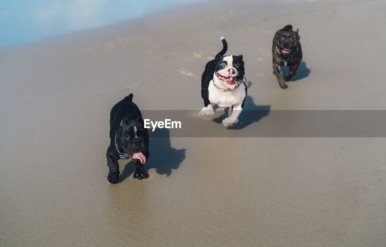High angle view of dogs on beach