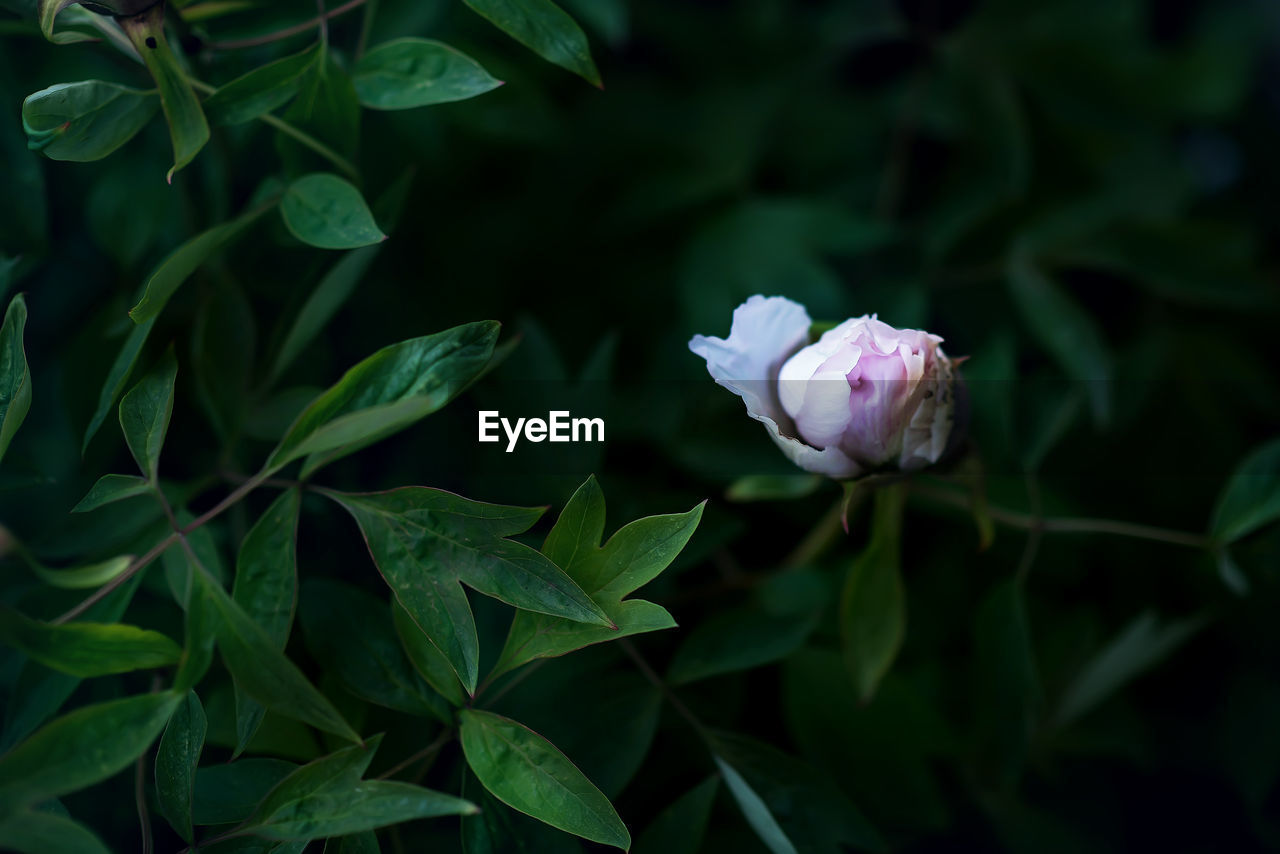 Close-up of pink rose plant