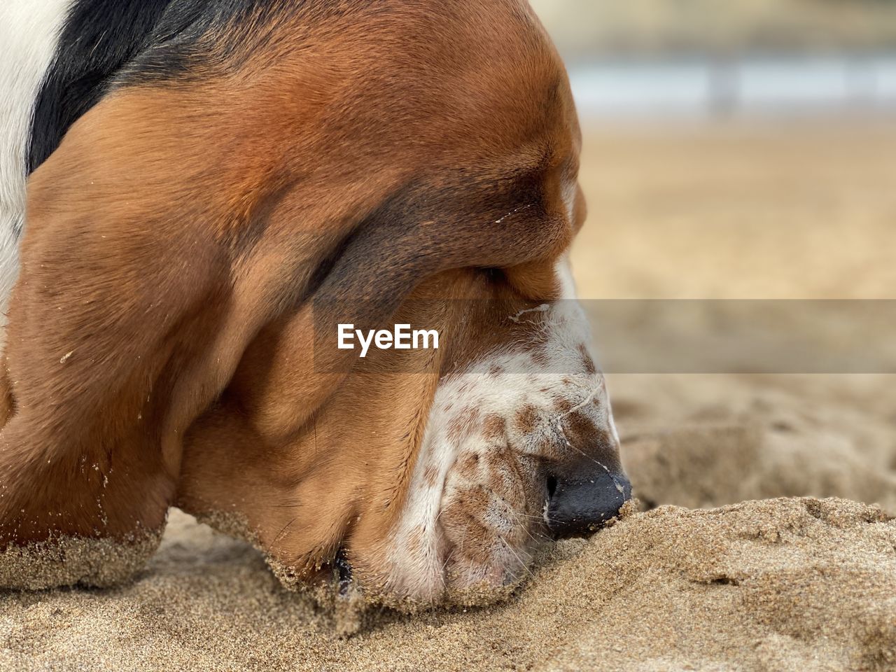animal, animal themes, dog, one animal, pet, mammal, nose, close-up, beach, sand, land, domestic animals, canine, puppy, animal body part, relaxation, no people, nature, day, water, sea, brown, focus on foreground, animal head, carnivore, outdoors, animal wildlife