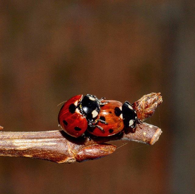 CLOSE-UP OF LADYBUG ON WALL